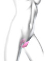 Double stimulateur Wonderlover rose - Love to Love